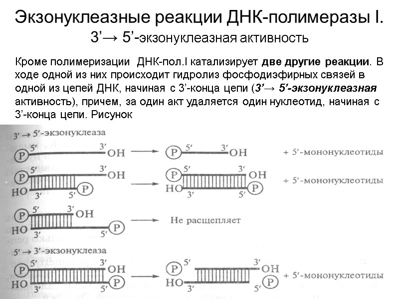 Экзонуклеазные реакции ДНК-полимеразы I. 3’→ 5’-экзонуклеазная активность Кроме полимеризации  ДНК-пол.I катализирует две другие